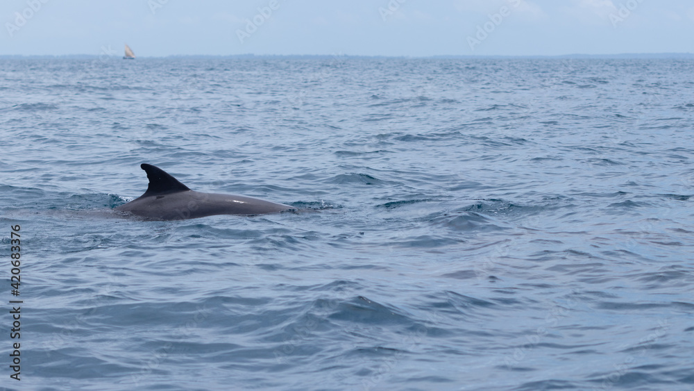 dolphin in the water dolphin in the water