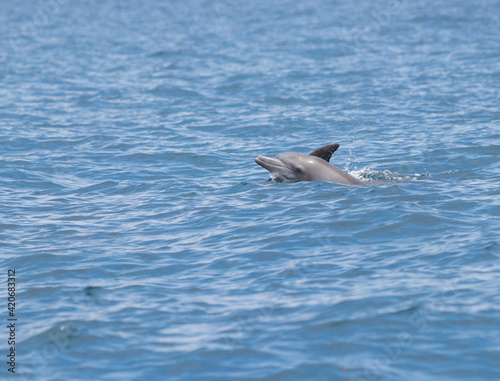 dolphin in the water © Ruan