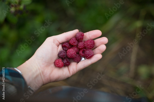 Woman holds freshly picked raspberries