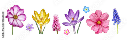 Photos Watercolor crocus, muscari, Cósmos, hepatica, forget-me-not isolated on white background