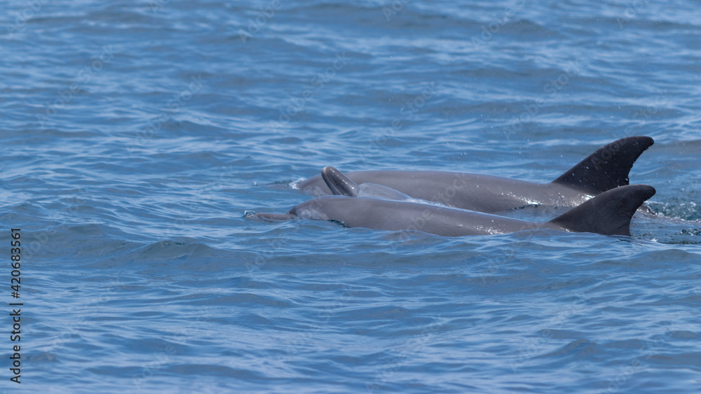 Fototapeta premium dolphin in the water
