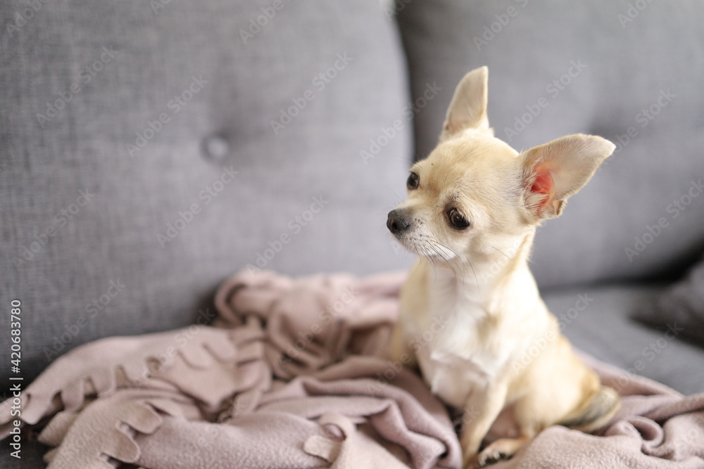 Closeup portrait of small funny beige mini chihuahua dog, puppy, grey background 