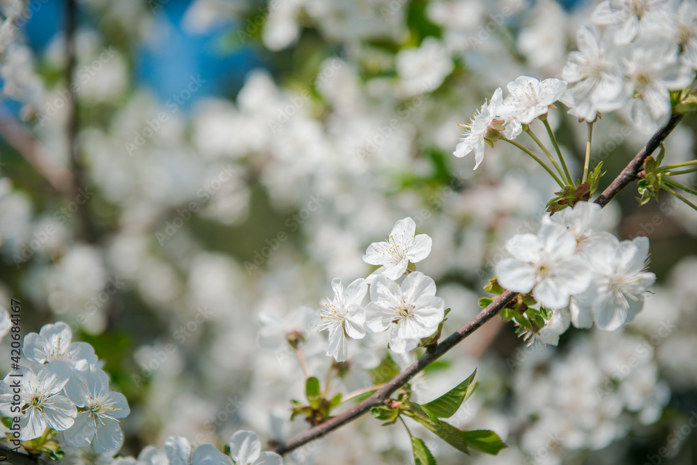 Apple tree blooming. White flowers on tree branch. Spring flowering trees. blooming trees. 