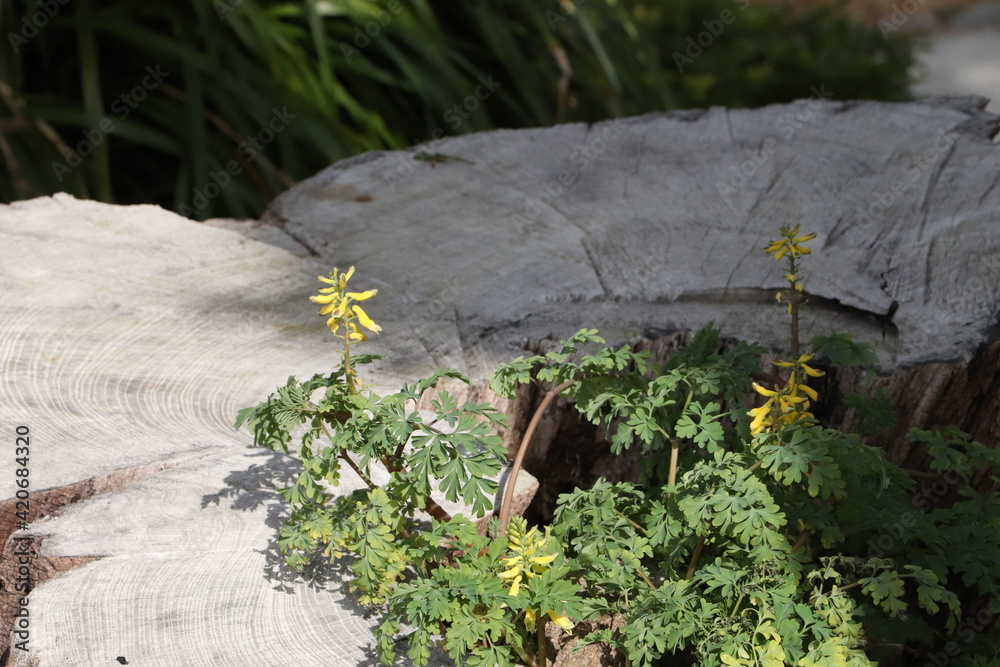 Obraz premium そこに咲く花