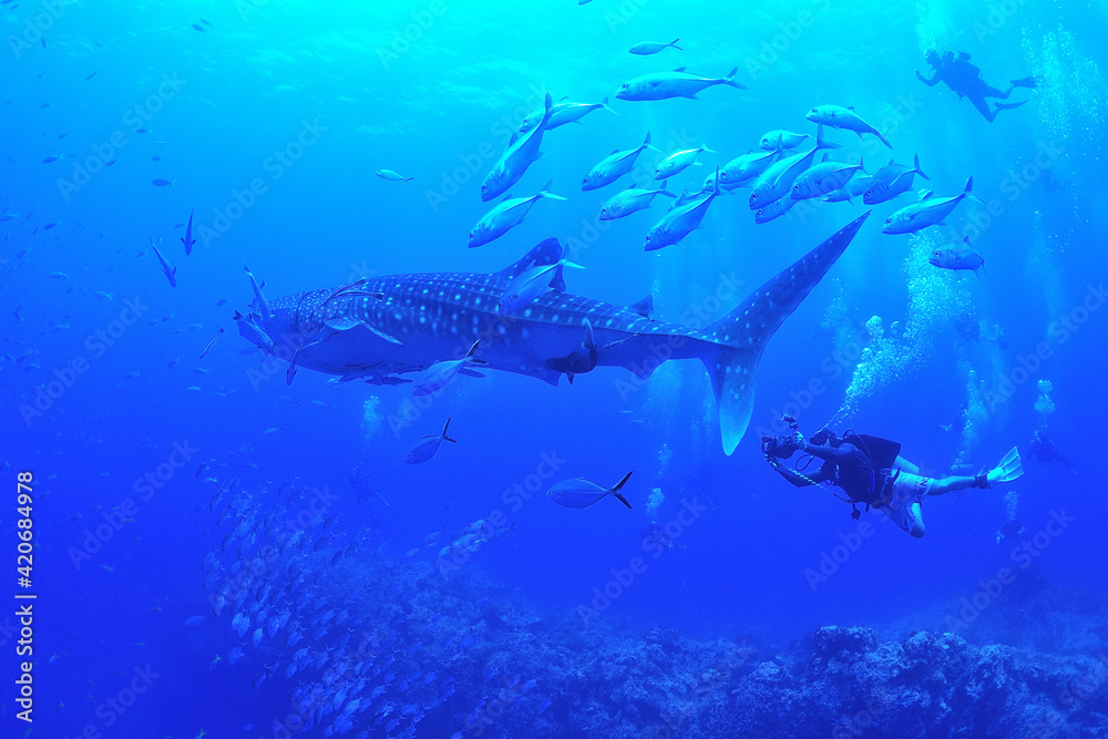 Fototapeta premium A whale shark that swims leisurely.
