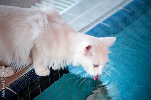 Fotografía Turkey, a cat with blue and yellow eyes, in the cattery of cats in the city of Van