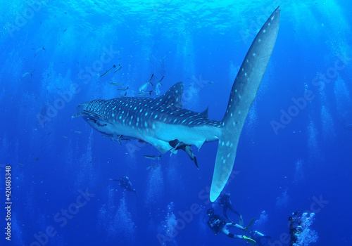 A whale shark that swims leisurely. © Makoto