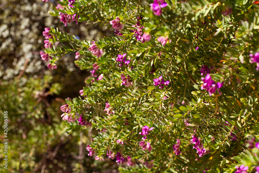 Closeup view of nature green leaf with purple flowers. Natural green plant background with selective focus and blurred background. Closeup view of nature green leaf with purple flowers. Natural green plant background with selective focus and blurred background.