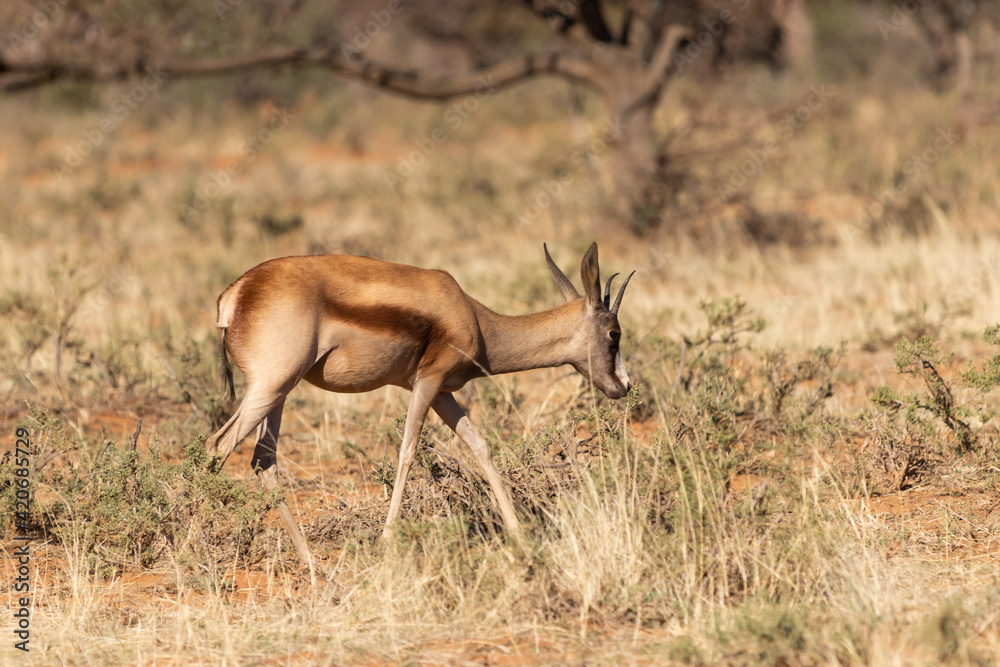 Fototapeta premium Copper Springbok