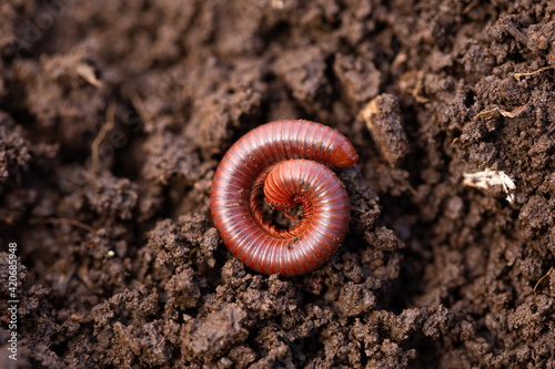 small millipede sleep on the ground...