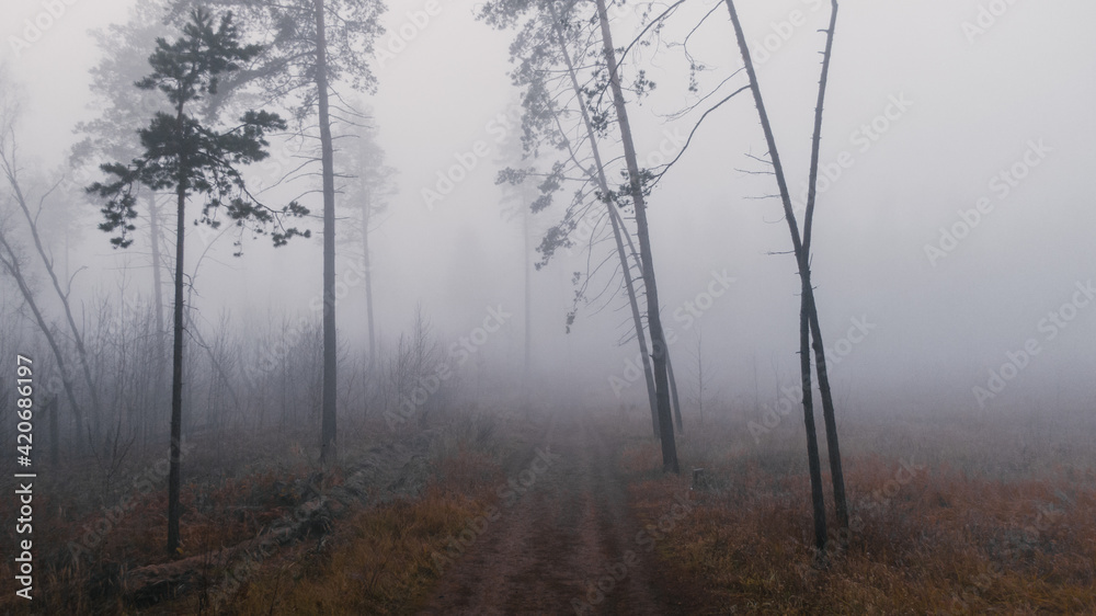 Misty forest - deep fog covering autumn wood Misty forest - deep fog covering autumn wood