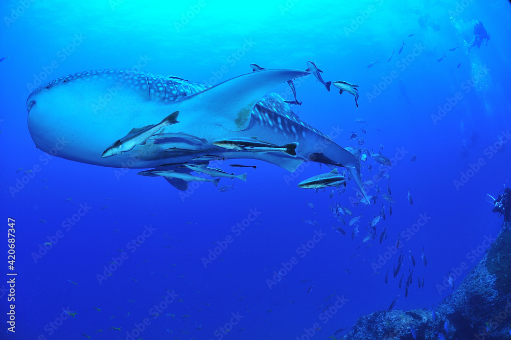 Naklejka premium A whale shark that swims leisurely.