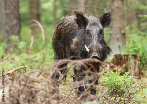 A dangerous male wild boar (Sus Scrofa) in pine forest © Michal