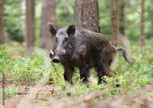 A dangerous male wild boar (Sus Scrofa) in pine forest