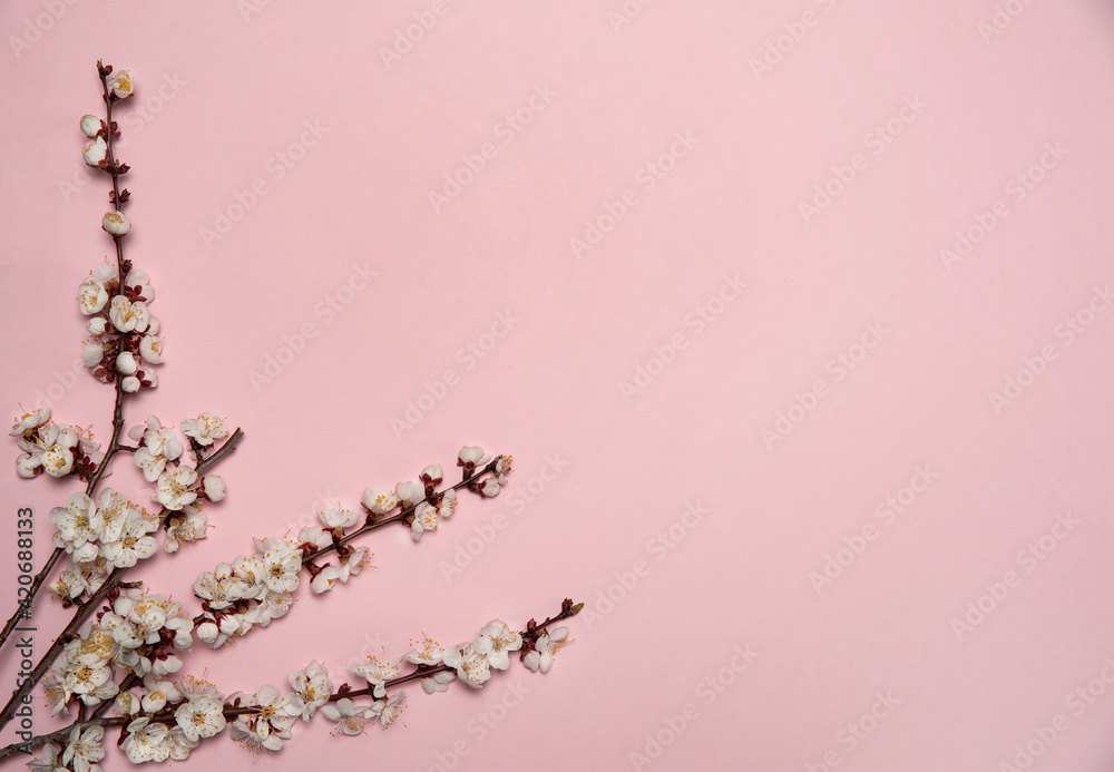Flower arrangement. A border of spring branches of a blooming apricot on a pastel pink background. Top view. Free space.