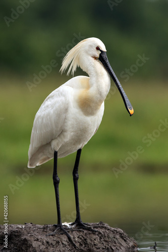 Eurasian spoonbill or common spoonbill, Platalea leucorodia, standing on a hill of clay.