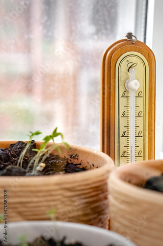 Flowerpots with young seedlings in a greenhouse and thermometer