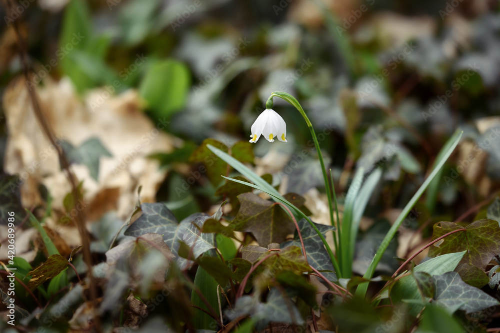 spring snowflake flowering blossom Leucojum vernum in the wood spring snowflake flowering blossom Leucojum vernum in the wood