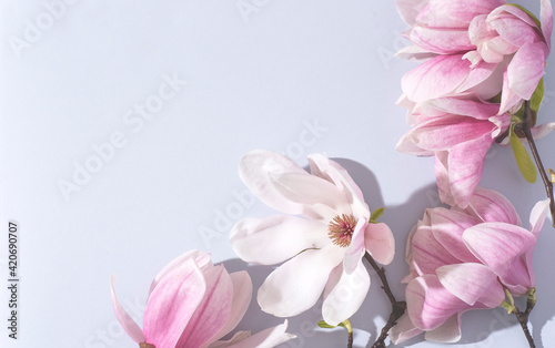 Beautiful pink magnolia flowers on the soft blue background, bright sunlight. Top view, flat lay, copy space. Spring minimalistic floral concept