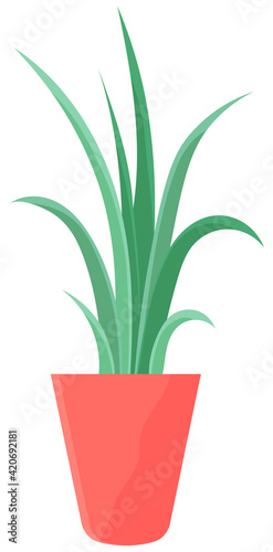 Decorative green plant with long leaves in ceramic pot  pot with houseplant. Home interior plant