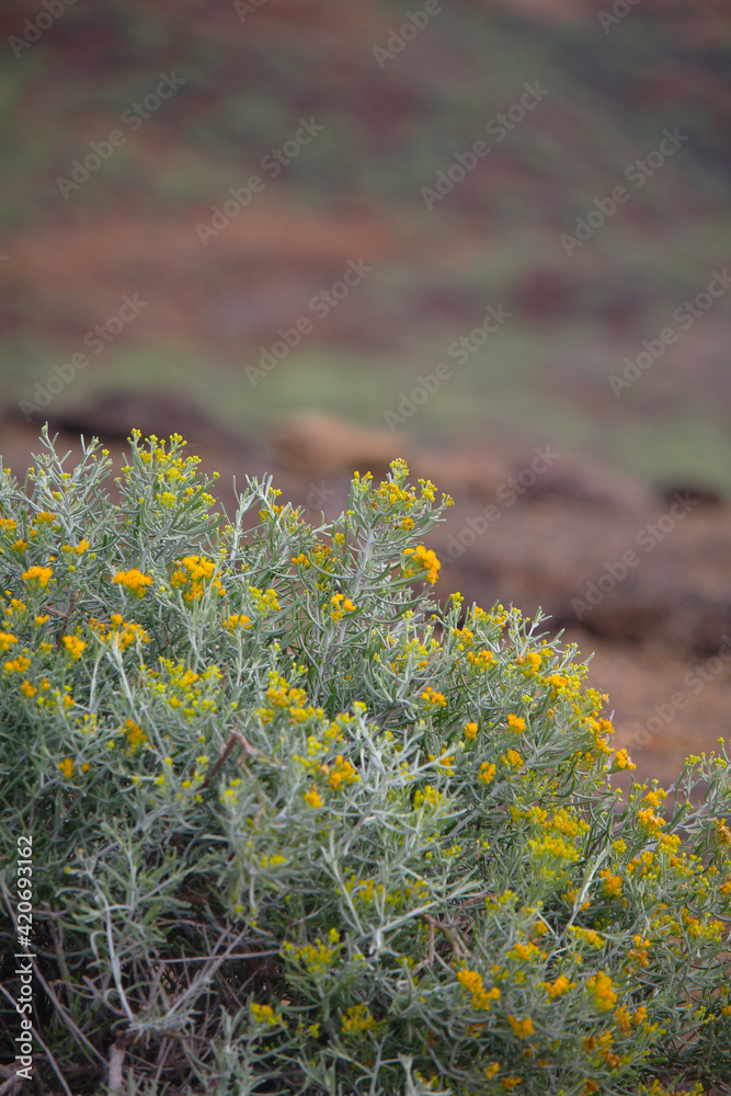 Obraz premium Yellow flowering shrub Schizogyne sericea growing in dry regions of Madeira and the Canary Islands (Tenerife, Spain)