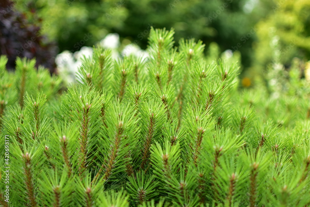 Close up view of young green pine branches on a spring day.