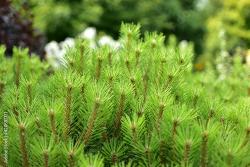 Close up view of young green pine branches on a spring day.