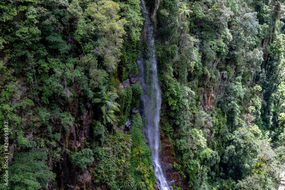 Binna Burra National Park along the Coomera circuit walk. Photo of a ...