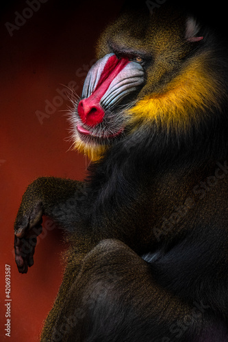 Mandrill