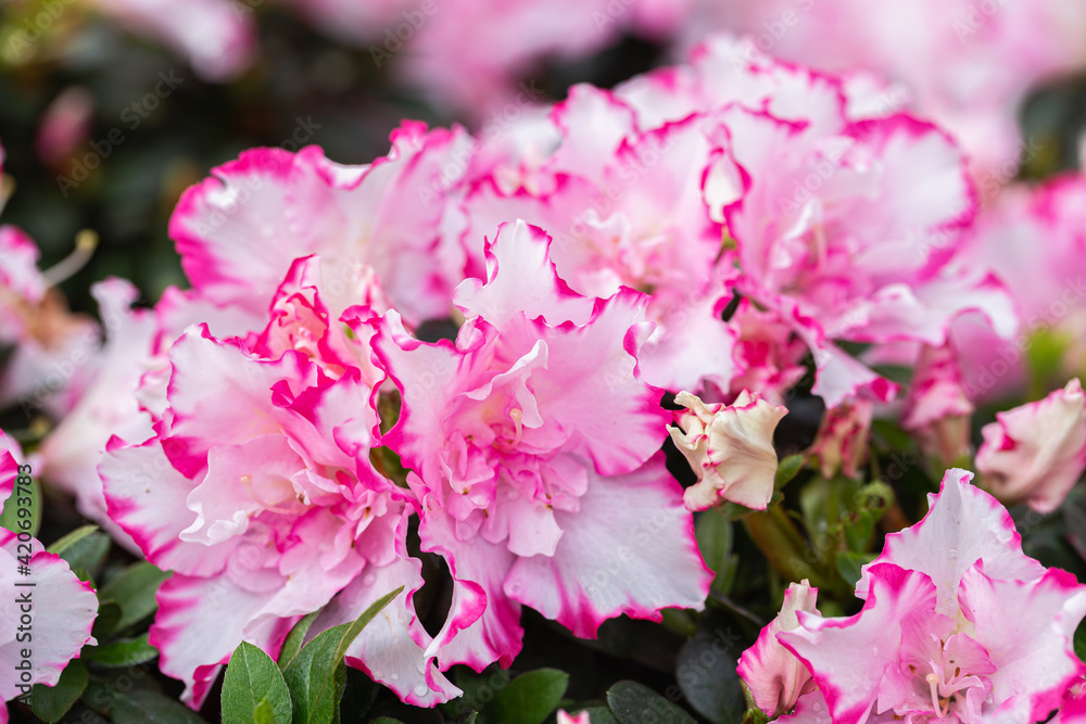 Obraz premium Rhododendron flowers in the garden at spring day
