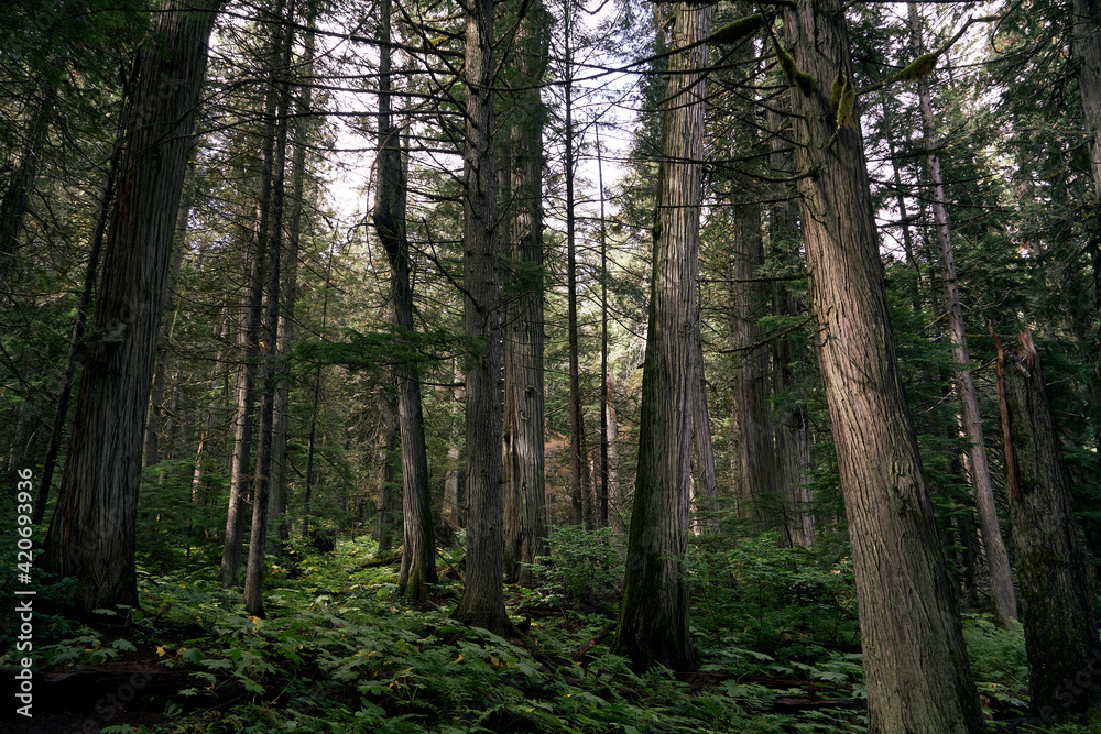 Cedar trees in the rain forest. Cedar trees in the rain forest.