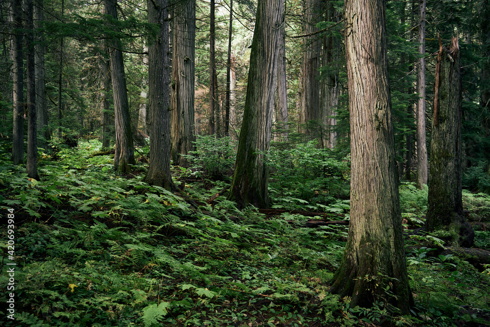 Cedar trees in the rain forest.