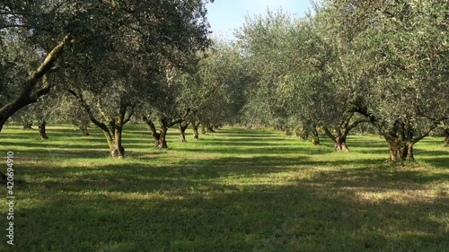 Drone slowly flying through trees. Slow and low movement between olive trees. Olives on trees before harvest. A beautiful olive grove. Ripe olives on the trees on a blue background. photo