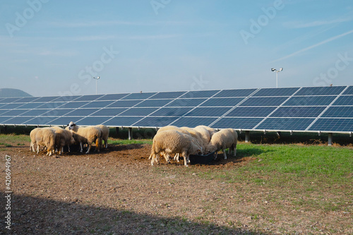 Solar Energy on the farm photo