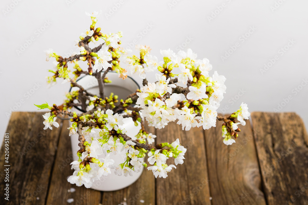 blossoming cherry flower branch at milk canister, old weathered wood table, white wall background
