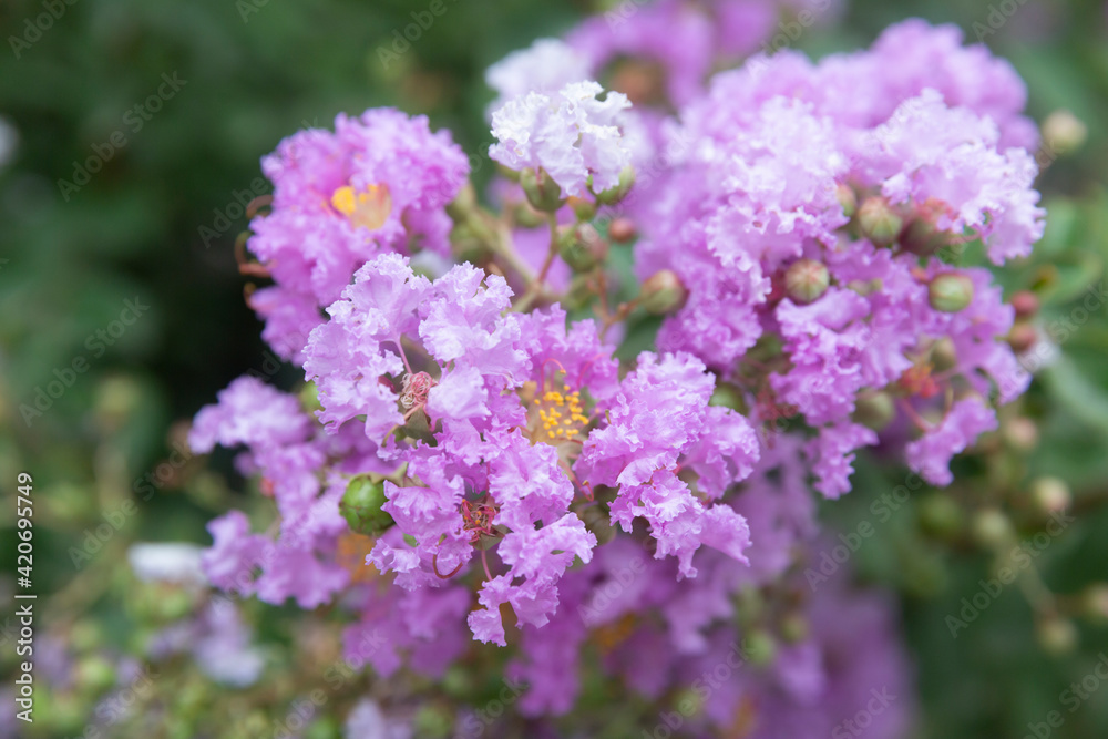 Beautiful pink flowers in the park