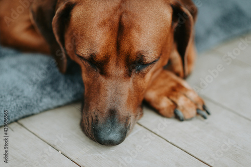 Brown labrador dog sleeping photo