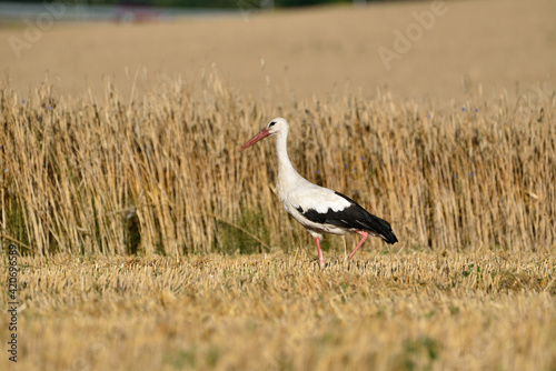 stork  in the stubble field © ezp
