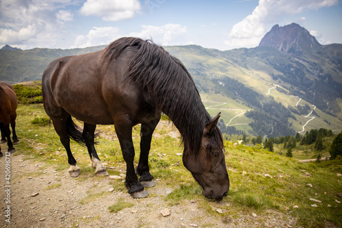 horse eating in the alps
