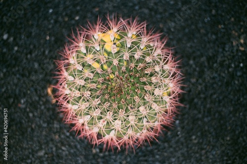 Cactus oreocereus photo