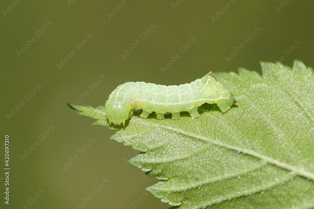 Young caterpillar of the Svensson's copper underwing (Amphipyra berbera), family owlet moths (Noctuidae) on a leaf in a Dutch garden. Netherlands, Spring, May.