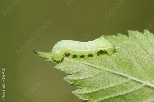 Young caterpillar of the Svensson's copper underwing (Amphipyra berbera), family owlet moths (Noctuidae) on a leaf in a Dutch garden. Netherlands, Spring, May. photo