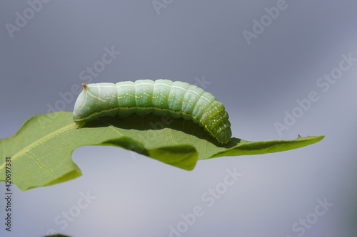 Caterpillar of the Svensson's copper underwing (Amphipyra berbera), family owlet moths (Noctuidae) feeding on an oak leaf in a Dutch garden. Netherlands, Spring, May. photo