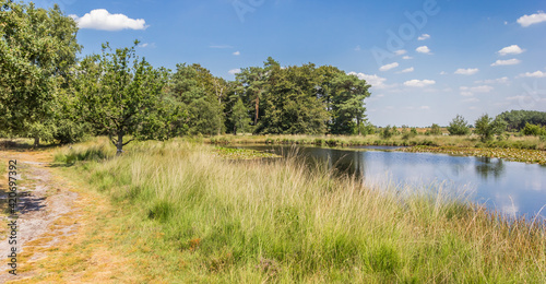 Panorama of a small pool in national park Dwingelderveld  Netherlands