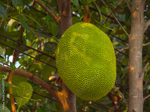 large young jackfruit hanging on tree with green leaves background a sweet spiky skin fruit of jack tree in mulberry family