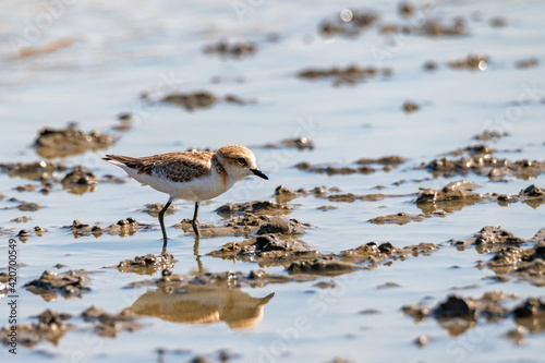 Close up of Kentish Plover or Charadrius alexandrinus in waterplace photo