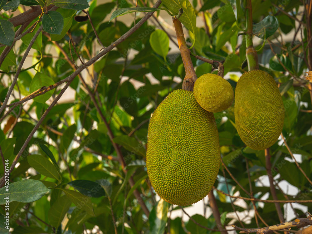 group of young jackfruit hanging on tree with green leaves background a sweet spiky skin fruit of jack tree in mulberry family group of young jackfruit hanging on tree with green leaves background a sweet spiky skin fruit of jack tree in mulberry family