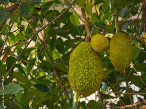 group of young jackfruit hanging on tree with green leaves background a sweet spiky skin fruit of jack tree in mulberry family