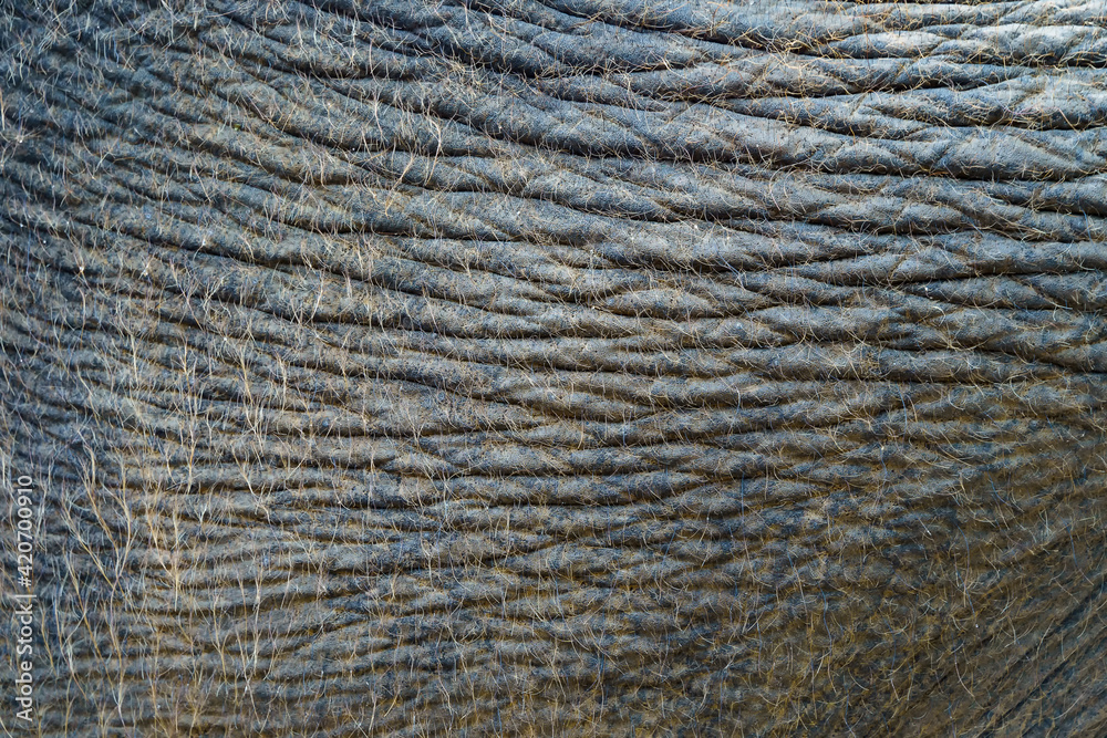 Close up of Elephant skin texture abstract background. Selective focus Close up of Elephant skin texture abstract background. Selective focus