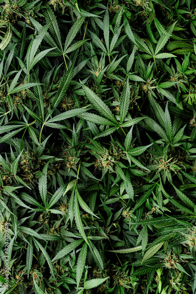 Cannabis plant pattern